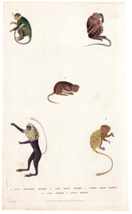 1. Full-bottomed Monkey  2. Long-nosed Monkey  3. Purple-faced Monkey  4. Silky Monkey  5. Tawny Monkey 
